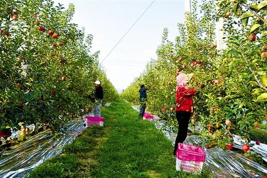 冠军篮球训练营_冠军篮球馆_牛场村篮球冠军是谁